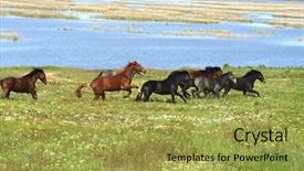  Presentation with wild horses - Colorful PPT layouts enhanced with horses on the meadow landscape backdrop and a yellow colored foreground