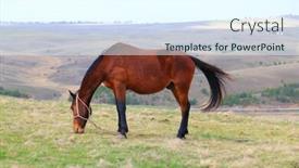  Presentation with horses - PPT theme consisting of horses on the mountain background and a cool aqua colored foreground