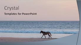  Presentation with horses - Presentation having horses-on-the-ocean-beach background and a soft green colored foreground