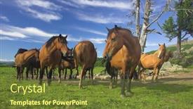  Presentation with pasture - PPT theme consisting of horses-on-the-pasture background and a tawny brown colored foreground