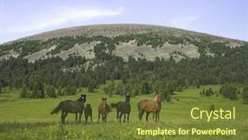  Presentation with pasture - Colorful slide deck enhanced with horses-on-the-pasture backdrop and a tawny brown colored foreground