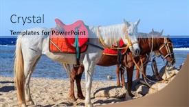  Presentation with horses - Presentation design with horses-on-the-red-sea background and a  colored foreground
