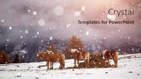  Presentation with horses - Colorful slide set enhanced with horses-on-the-winter-meadow backdrop and a lemonade colored foreground