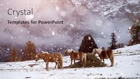  Presentation with horses - Slide set featuring horses-on-the-winter-meadow background and a soft green colored foreground