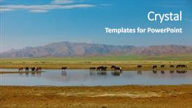  Presentation with mongolia - PPT layouts consisting of horses on watering place mongolia background and a teal colored foreground