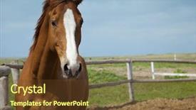  Presentation with blue sky - Beautiful PPT layouts featuring horses portrait farm blue sky backdrop and a tawny brown colored foreground