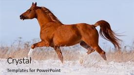  Presentation with win in a thoroughbred horse - Beautiful presentation design featuring horses run - arabian chestnut horse running backdrop and a coral colored foreground