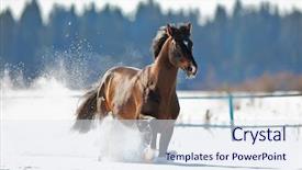 Presentation with horse - Beautiful PPT layouts featuring horses run - bay horse running in winter backdrop and a sky blue colored foreground