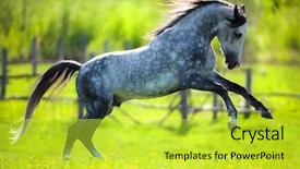  Presentation with springtime - Presentation enhanced with horses run - horse gallops in springtime background and a yellow colored foreground