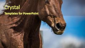  Presentation with horse head - Cool new slide set with horses run - lovely horse head close-up backdrop and a tawny brown colored foreground