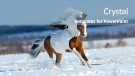  Presentation with horse - Colorful presentation enhanced with horses run - small horse running backdrop and a teal colored foreground