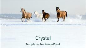 Presentation with horses - Colorful slides enhanced with horses running in winter backdrop and a sky blue colored foreground