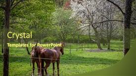  Presentation with horses - Amazing presentation having horses-standing-in-a-field backdrop and a tawny brown colored foreground