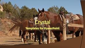  Presentation with horses - Slides with horses tied up at the hitching post background and a tawny brown colored foreground
