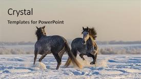  Presentation with stallion - Presentation consisting of horses two andalusian gray stallion background and a mint green colored foreground