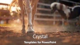  Presentation with horses - Amazing presentation having horses-walking-a-stable backdrop and a tawny brown colored foreground
