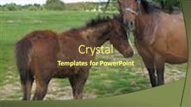  Presentation with horses - Presentation design having horses background and a tawny brown colored foreground