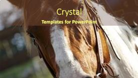  Presentation with horses - Theme consisting of horses background and a tawny brown colored foreground