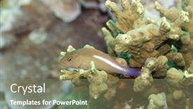  Presentation with maldives - Audience pleasing slide deck consisting of close up of a cane corso dog backdrop and a dark gray colored foreground