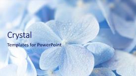  Presentation with white hydrangea - Slides consisting of hortensia flower with water dew background and a sky blue colored foreground