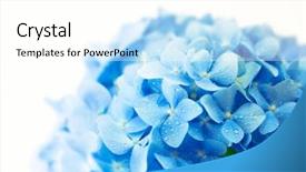  Presentation with white hydrangea - Slide set featuring hortensia flower with water dew background and a pink colored foreground