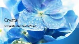  Presentation with hydrangea - Slide set enhanced with hortensia flower with water dew background and a light blue colored foreground