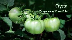  Presentation with horticulture - Audience pleasing presentation consisting of horticulture - closeup of some green tomatoes backdrop and a forest green colored foreground