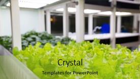  Presentation with horticulture - Theme having horticulture - lettuce plants on hydroponic culture background and a gold colored foreground
