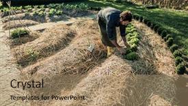  Presentation with horticulture - Presentation design with horticulture - man working on a synergistic background and a coral colored foreground