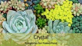  Presentation with horticulture - PPT layouts consisting of horticulture - miniature succulent plants background and a yellow colored foreground