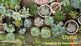 Presentation with horticulture - Colorful theme enhanced with horticulture - miniature succulent plants backdrop and a tawny brown colored foreground