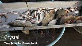  Presentation with mass - 