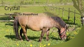  Presentation with grazing - PPT layouts featuring hose-grazing-on-a-meadow background and a yellow colored foreground