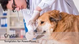  Presentation with doctor examining a newborn baby - Slides with hospital cleaning - doctor examining golden retriever dog background and a soft green colored foreground