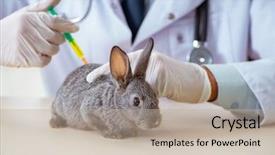  Presentation with rabbit production - Amazing presentation design having hospital cleaning - vet doctor checking up rabbit backdrop and a mint green colored foreground