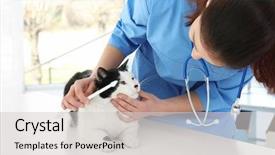  Presentation with teeth - Cool new slide set with germs hospitals - veterinarian brushing cat's teeth backdrop and a light gray colored foreground