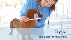 Presentation with teeth - Audience pleasing slide set consisting of germs hospitals - veterinarian brushing dog's teeth backdrop and a sky blue colored foreground