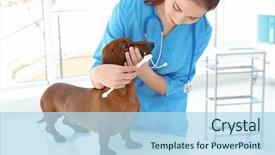  Presentation with teeth - Audience pleasing presentation design consisting of germs hospitals - veterinarian brushing dog's teeth backdrop and a light blue colored foreground