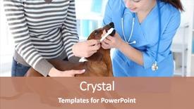  Presentation with sad dog abandoned dogs - Audience pleasing presentation theme consisting of germs hospitals - veterinarian brushing dog's teeth backdrop and a coral colored foreground