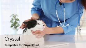  Presentation with animal adaptation - Colorful presentation theme enhanced with germs hospitals - veterinarian examining cat's teeth backdrop and a soft green colored foreground