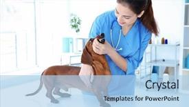 Presentation with animal - Amazing slide set having germs hospitals - veterinarian examining dog's teeth backdrop and a light blue colored foreground