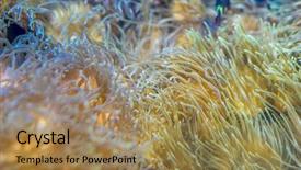 Presentation with sea coral - Colorful presentation theme enhanced with host family - beautiful clownfish in coral bank backdrop and a coral colored foreground