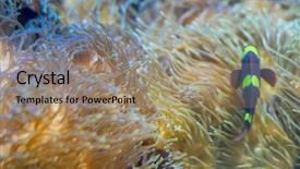  Presentation with sea coral - Slide set having host family - beautiful clownfish in coral bank background and a coral colored foreground