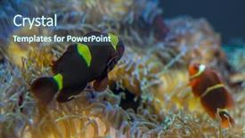  Presentation with sea coral - Presentation theme with host family - beautiful clownfish in coral bank background and a ocean colored foreground
