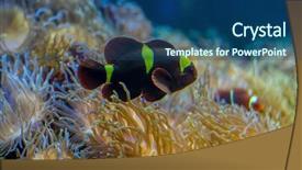  Presentation with banking bank vault door - Presentation design having host family - beautiful clownfish in coral bank background and a ocean colored foreground