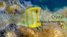  Presentation with sea coral - Audience pleasing presentation theme consisting of host family - beautiful clownfish in coral bank backdrop and a yellow colored foreground