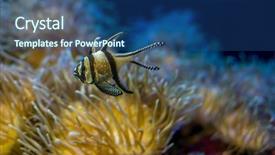  Presentation with sea coral - Presentation theme enhanced with host family - beautiful clownfish in coral bank background and a ocean colored foreground