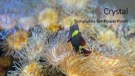  Presentation with sea coral - Colorful presentation enhanced with host family - bunaken clownfish in coral bank backdrop and a coral colored foreground