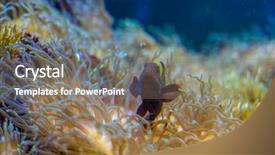  Presentation with sea coral - Slide set having host family - clownfish in coral bank background and a gray colored foreground