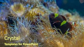  Presentation with banking bank vault door - Cool new slide set with host family - clownfish in coral bank backdrop and a tawny brown colored foreground